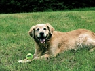 Golden Retriever, Piłeczka, Trawa