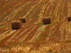 Pole, Zżęte, Zboże, Lato