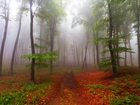 Las, Ścieżka, Drzewa, Liście, Mgła, Jesień