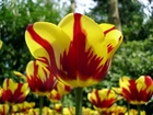 Tulipany, Żółto, Czerwone, Zbliżenie, Rozmycie