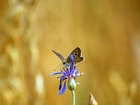 Motyl, Modraszek, Niebieski, Kwiat