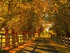 Droga, Ogrodzenie, Drzewa, Liście, Światło, Jesień