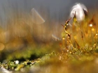 Mech, Źdźbła, Makro, Bokeh