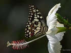 Motyl, Biały, Kwiat, Hibiskus