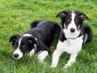 Dwa, Border Collie, Trawa