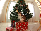 Kotek, Choinka, Boże Narodzeniem, Prezenty