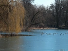 Park, Zamarznięte, Jezioro, Drzewa, Mewy