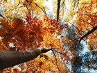 Jesień, Wierzchołki, Drzew