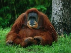 Orangutan, Las, Drzewa