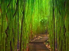 Las, Bambusowy, Dróżka