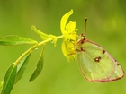 Motyl, Żółty, Kwiat