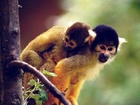 Dwie, Małpki, Squirrel Monkey, Drzewo