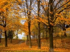 Park, Drzewa, Liście, Ogrodzenie, Ścieżka, Jesień