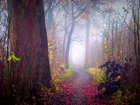 Jesień, Las, Ścieżka, Mgła