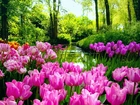 Tulipany, Rzeka, Las, Wiosna