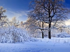 Śnieg, Oszronione, Drzewa
