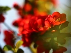 Krzew, Pigwowiec Japoński, Czerwone, Kwiaty