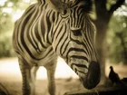 Zebra, Rozmycie