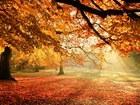 Park, Alejka, Drzewa, Liście, Promienie, Słońca, Jesień