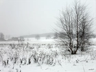 Pole, Trawy, Drzewa, Śnieg