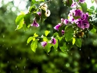 Kwiaty, Różowa, Bugenwilla, Krople, Deszcz