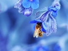 Pszczoła, Niebieskie, Kwiatki