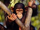 Szympans, Konar