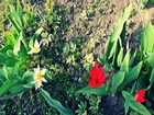 Ogród, Tulipany, Rośliny