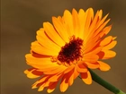 Gerbera