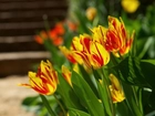 Żółto, Czerwone, Tulipany