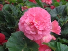 Różowa, Begonia, Listki