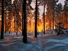 Las, Ścieżka, Drzewa, Przebijające, Światło, Zima