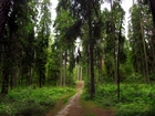 Las, Ścieżka, Droga, Drzewa