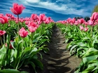 Różowe, Tulipany, Ścieżka, Niebo