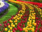 Lisse, Park, Keukenhof, Dywan, Kwiatowy