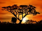 Słoń, Żyrafa, Safari