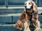 Cocker Spaniel, Pies, Ulica