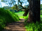 Ścieżka, Łąka, Drzewo