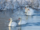 Łabędzie, Jezioro, Szuwary, Zima