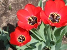 Trzy, Czerwone, Tulipany