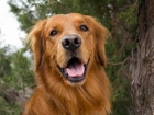 Golden Retriever, Język