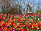 Park, Tulipany, Wiatrak, Lisse