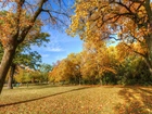 Park, Jesień, Drzewa