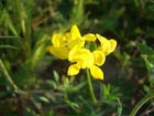 Żółty, Polny, Kwiatek