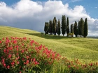 Góry, Łąki, Kwiaty, Drzewa, Toskania, Włochy