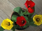 Czerwone, Żółte, Tulipany
