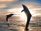 Delfinki, Morze, Zachód, Słońca