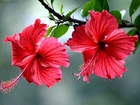 Kwiaty, Hibiskus