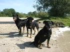 Trzy, czarne, Owczarki francuskie Beaucerony