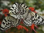 Dwa, Motyle, Kwiaty